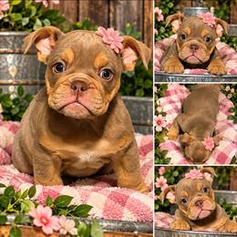 Willow - Lilac tri-color female Bulldog puppy in Seattle, Washington from mama Myra bulldogs