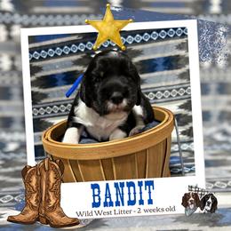 Bandit - Black white and tan male English Springer Spaniel puppy in Albany, Minnesota from Farm Fresh Labradors & English Springers