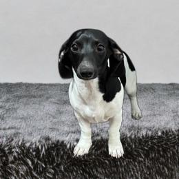 Willow - Dachshund