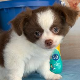 Colin - Chocolate and white male Chihuahua puppy in Gloucester, Virginia from Charlotte's Web of Chihuahuas