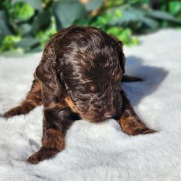 Jacob - Chocolate male Cavapoo puppy in Dothan, Alabama from Farquharson's Poodles&Doodles