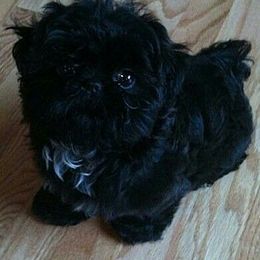 Shih Tzu Puppies from K&T FURBABIES