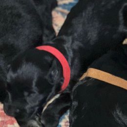 Red collar - Black female Giant Schnauzer puppy in Atoka, Oklahoma from Hannah's Haus & Farm