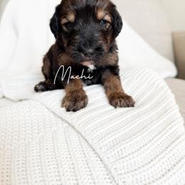 Machi - Phantom male Bernedoodle puppy in Cedar County, Missouri from Sac River Goldendoodles  & Bernedoodles LLC
