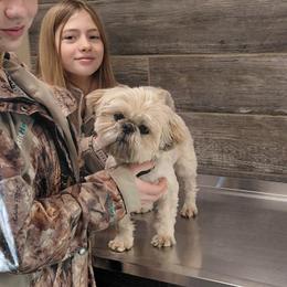 Kenny - Shih Tzu