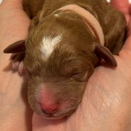 Goldendoodle and Poodle Puppies from Poodoodlehouse