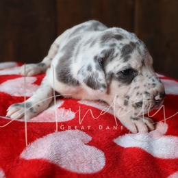 Patches - Harlequin female Great Dane puppy in Denison, Texas from Hundeity Great Danes