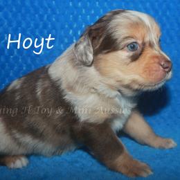 Hoyt - Red merle male Miniature American Shepherd puppy in Godley, Texas from Flying H Toy and Mini Aussies