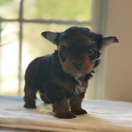French Bulldog and Yorkshire Terrier Puppies from Twinkle Paws Frenchies and Yorkies