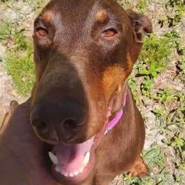 Rubi - Doberman Pinscher