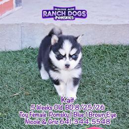 Kait - Black and white female Pomsky puppy in Humeston, Iowa from M.A.R. Dogs