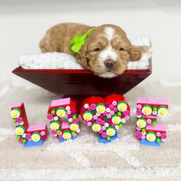 Noon - Buff and white male Cockapoo puppy in West Haven, Utah from Split Mountain Doodles