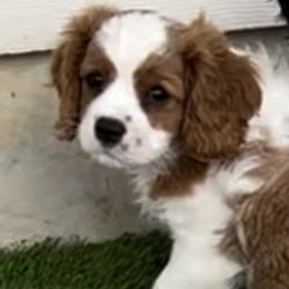 Cavalier King Charles Spaniel Puppies from AustinCavalier
