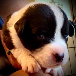 Wiggle-butt Wyatt - Black and white male Cardigan Welsh Corgi puppy in Omaha, Arkansas from DnD Corgis