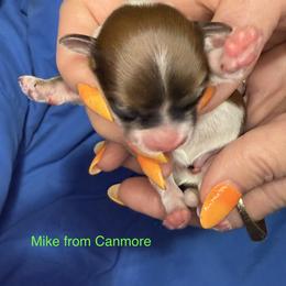 Boy 3 - Black and tan brindle male Havanese puppy in Provo, Utah from New Canyon Havanese & Coton Puppies