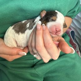 Powder Blue - Merle male Bernedoodle puppy in Curtice, Ohio from The Pink Doghouse