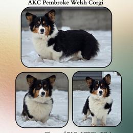 Pembroke Welsh Corgi puppies from Savages Low riders