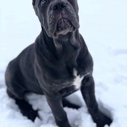 Cane Corso Puppies from Virtue Cane Corso