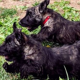 Scottish Terriers from Glendarra Scottish Terriers