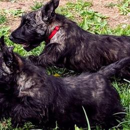 Scottish Terriers from Glendarra Scottish Terriers