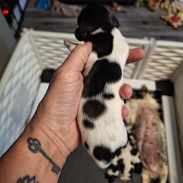 Female 3 Spot on Left - Piebald female Dachshund puppy in Gordon, Georgia from Long Dogs Yellow Farm