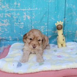 Elowyn (Cardi) - Golden female Cockapoo puppy in Reidsville, North Carolina from Something to Bark About Dog Training