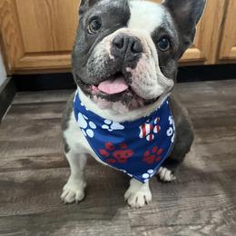 Cash - Blue male French Bulldog puppy in Springfield, Missouri from Taylor