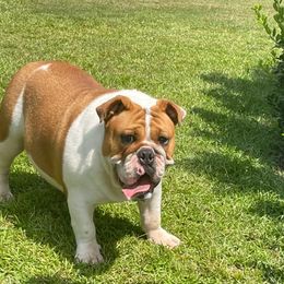 Star - Bulldog