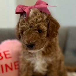 🩷 Prada - Apricot Cavapoo puppy in Dfw, Texas from My QT Doodles