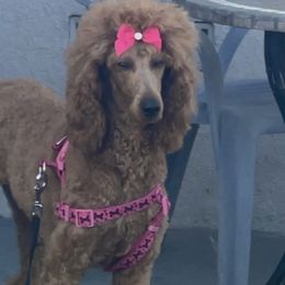 Poodles from Michel Gabriela's Poodles