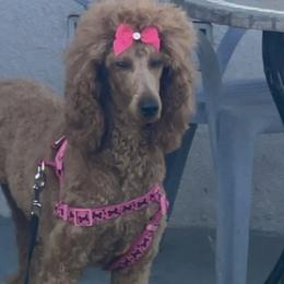 Poodles from Michel Gabriela's Poodles