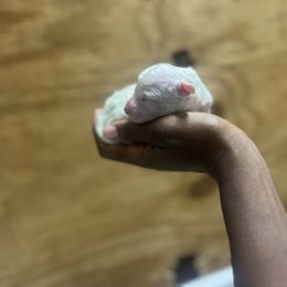 Cavapoo and Poodle Puppies from P&D Palace