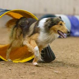 Aeros - Scottish Collie 