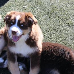 Pickles - Red tri-color female Australian Shepherd puppy in Sonoita, Arizona from Gardner Canyon Kennels