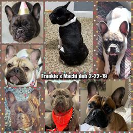 French Bulldog Puppies from Who's Your Bulldog? Kennel