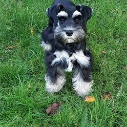 Molly - Miniature Schnauzer