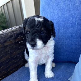 Mickey - Parti male Poodle puppy in West Bountiful, Utah from Utah Mountain Doodles