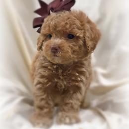 Poodle Puppies from Upper Echelon
