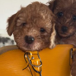 Cavapoo Puppies from PoodleswithLove