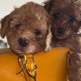 Cavapoo Puppies from PoodleswithLove