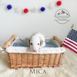 Goldendoodle Puppies from Eagle Mountain Doodles