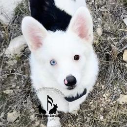 SPECIAL NEEDS Luna is DEAF - Black and tan female Pembroke Welsh Corgi puppy in Casper, Wyoming from Flying Note Shorties