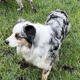 River - Australian Shepherd