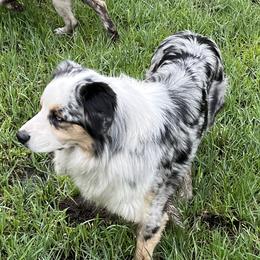 River - Australian Shepherd