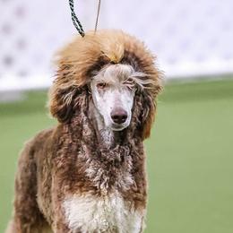 UCH Arson - Poodle