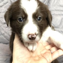 Border Collie Puppies from Poteet Pups