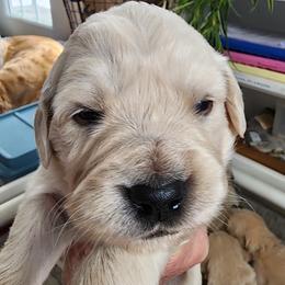 Miss Yellow - Light golden female Golden Retriever puppy in Phoenix, Maryland from Tamarind Goldens