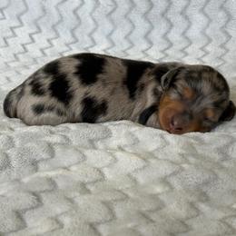 Kaiser - Dapple male Dachshund puppy in Queen Creek, Arizona from Jolly Rogers Dachshunds