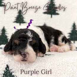 Purple Girl - Tri-color female Bernedoodle puppy in Rochester, New York from Point Breeze Doodles, LLC