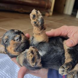By color - Black and tan male Airedale Terrier puppy in Oxford, Ms, Mississippi from Yocona River Airedale
